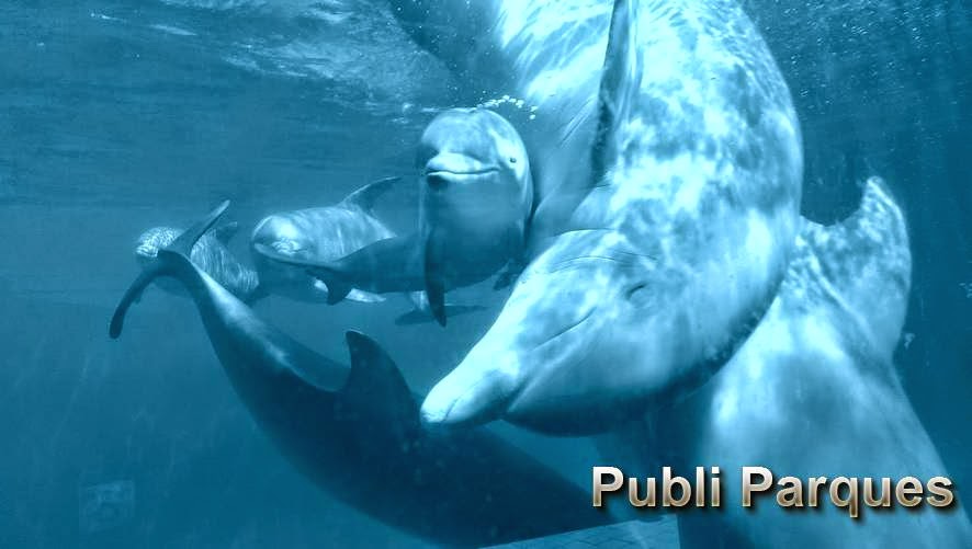 Cría de delfín en Zoo Aquarium Madrid