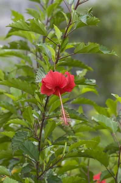 KEMBANG SEPATU  Hibiscus rosa sinensis Eny Prasetyo