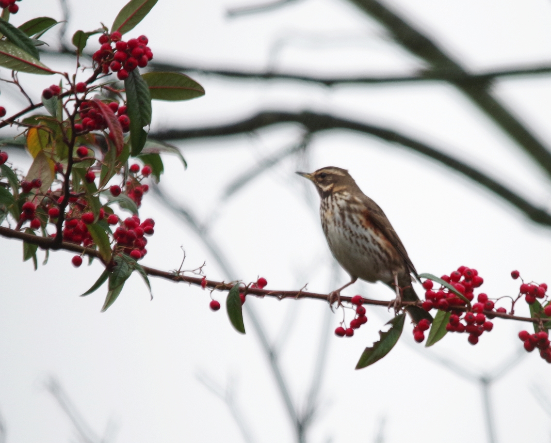 Birds of the Heath: Redwings, Fieldfares and Cotoneaster trees!
