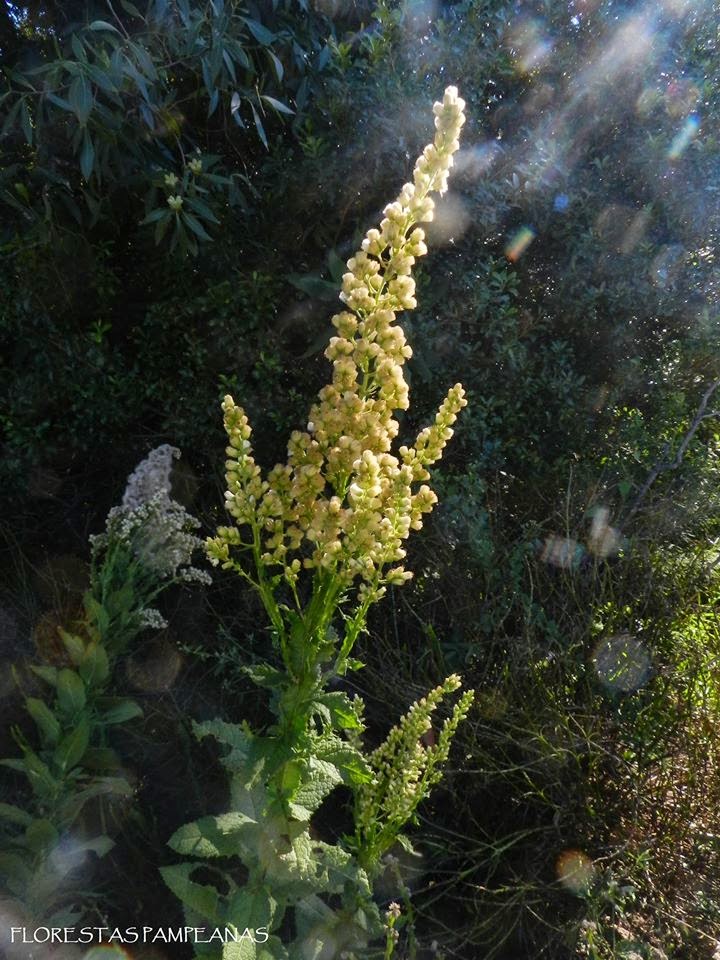 Florestas Pampeanas: FLORA PAMPEANA: ACA-BRO.