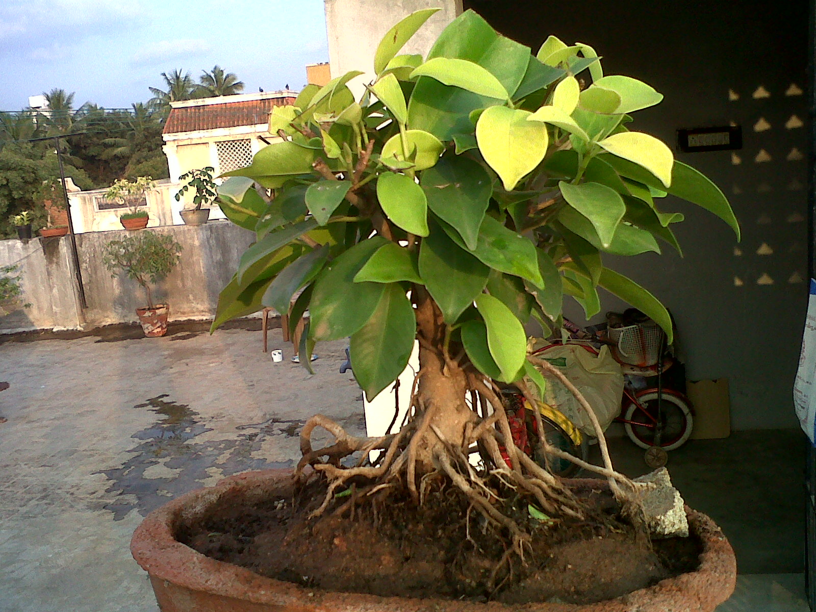 Indian Bonsai