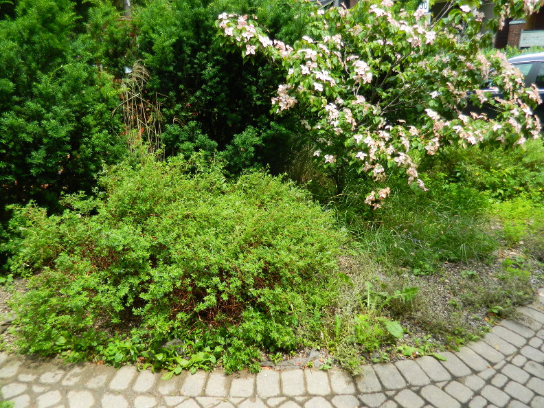 Gardening With Grace