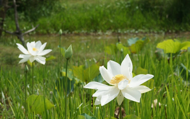 Hình ảnh hoa sen trắng đẹp, hoa sen trắng đẹp tinh khôi