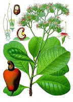 Caju (Anacardium occidentale Linn.)