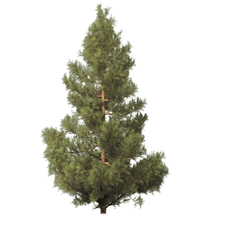 tree fir clip clipart pine resolution res graphics unique crafts freepngimg transparent decor library own kb west