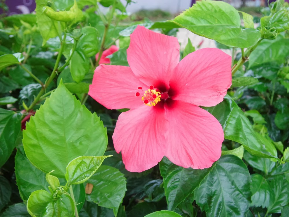 Exotic Plants in Indonesia : Pink Rose Mallow Photos Gallery