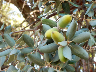 Quercus ilex