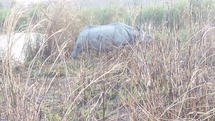 Rhinoceros camaflouged in the tall elephant grass in Kaziranga national park.