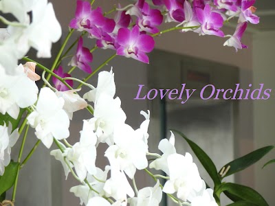 Orchid