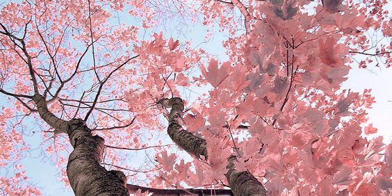 Tangisan Bunga Sakura