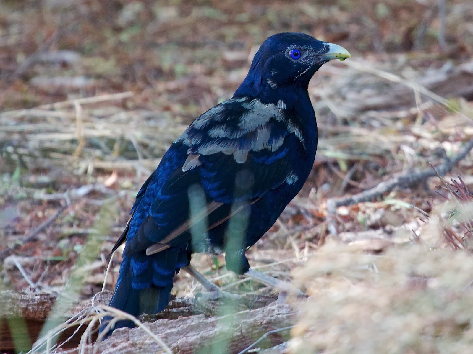 Avithera Feathers make the bird a look at juvenile, immature and