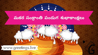 Makara sankranti wishes in Telugu. Image contains three Big pots having pongal over flowing out side from top of the pot.