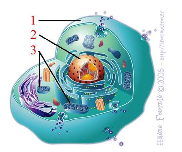 L'hebdo du petit scientifique ou comment mourir moins bête: Rappel sur ...
