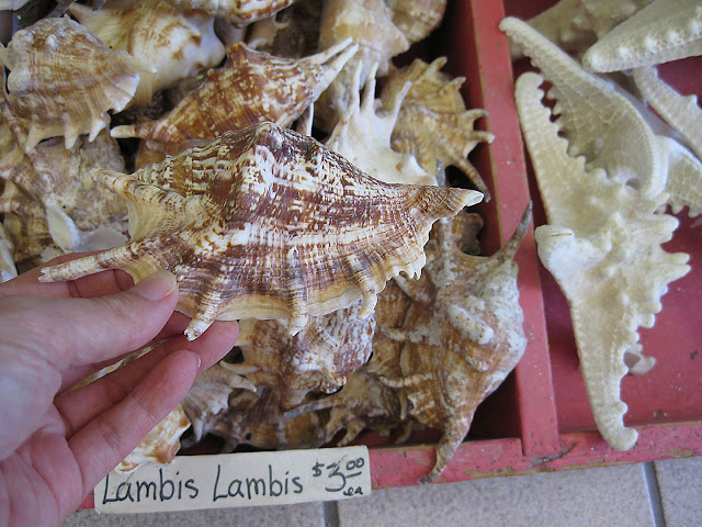 lambis shells