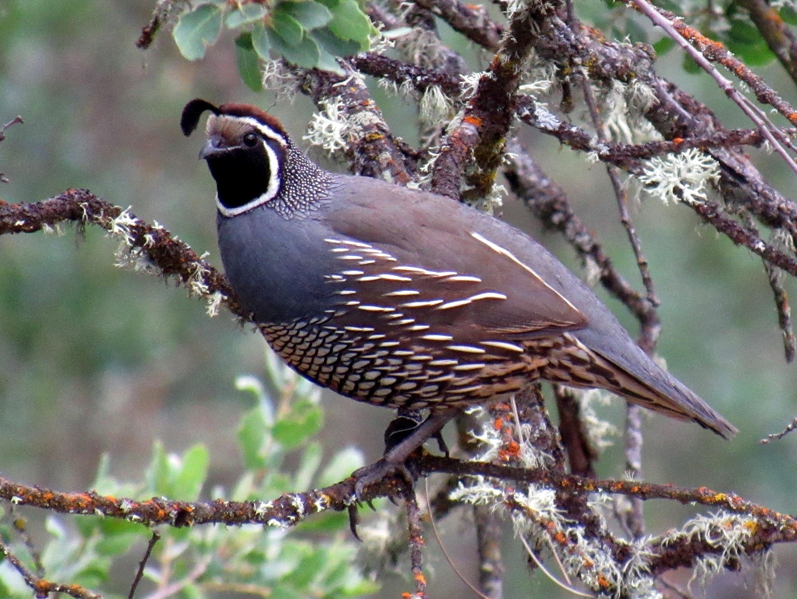 The California Quail: Our State Bird