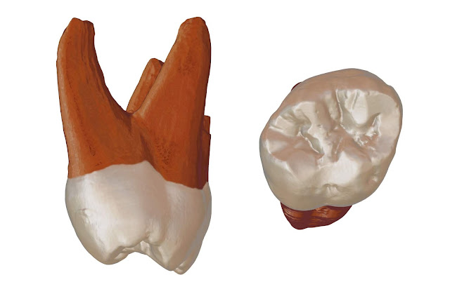 A Neanderthal tooth discovered in Serbia reveals human migration history