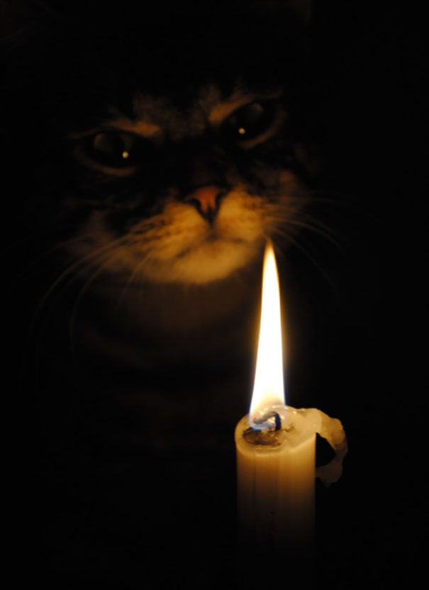 25 Pics Proving That Cats Are Actually Demons.