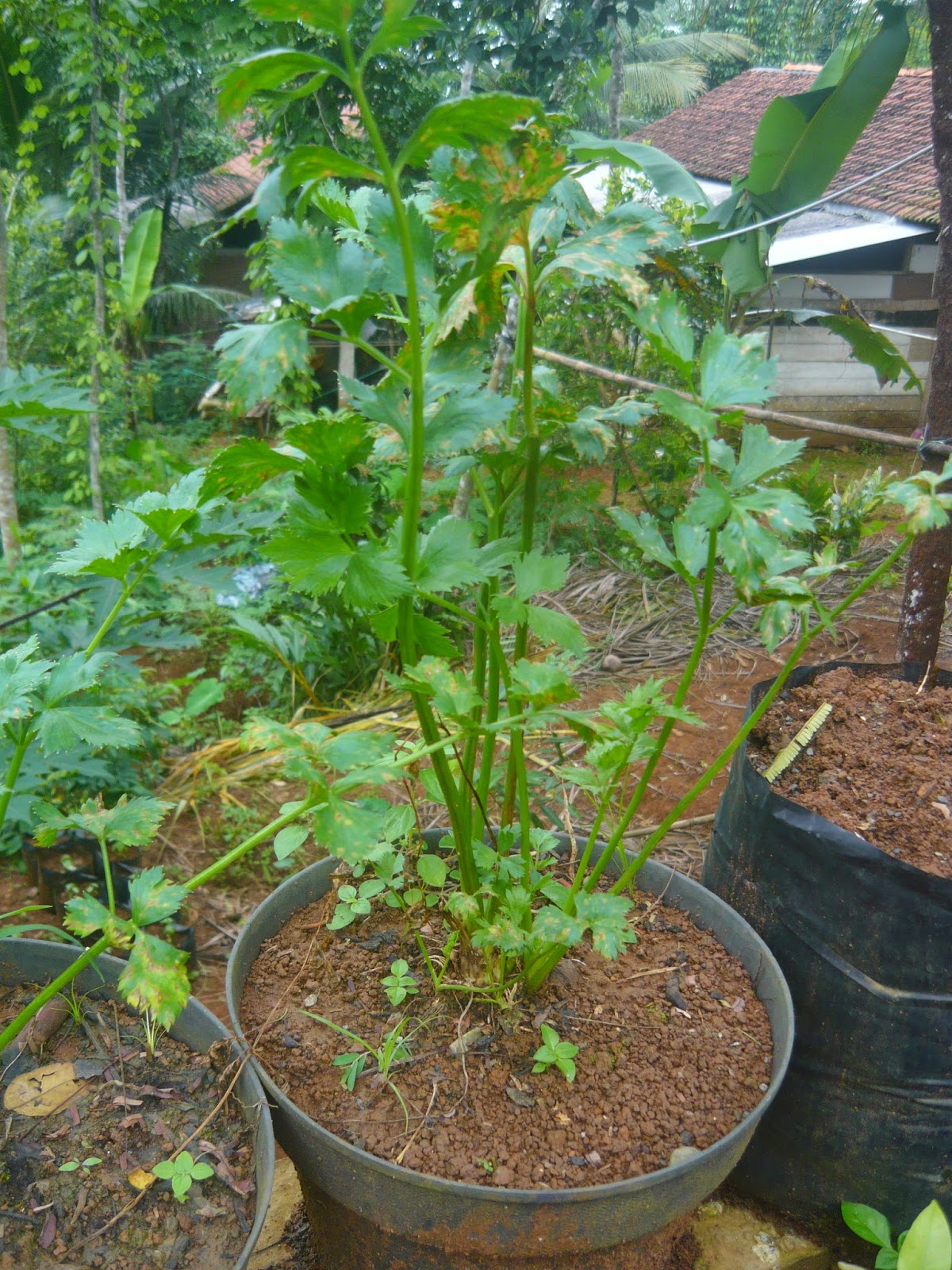 Manfaat Daun Seledri