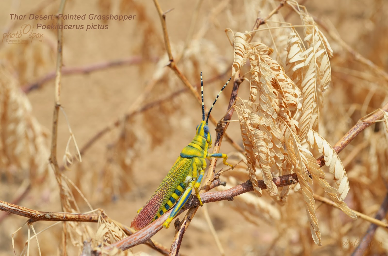 Painted Poekilocerus pictus Photo Span