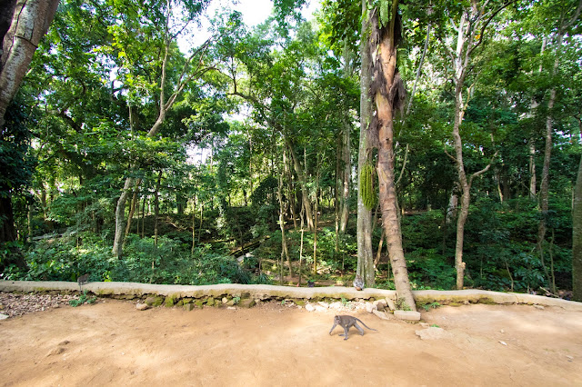 Scimmia nella Monkey forest-Ubud-Bali