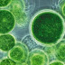 Algae Food & Fuel investeert in Delfts algen-onderzoek