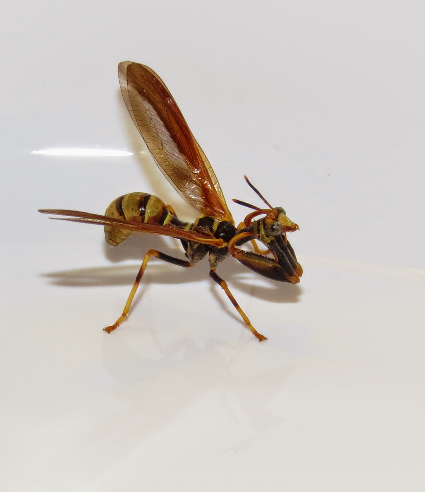 Bug Eric Wasp Mantisfly