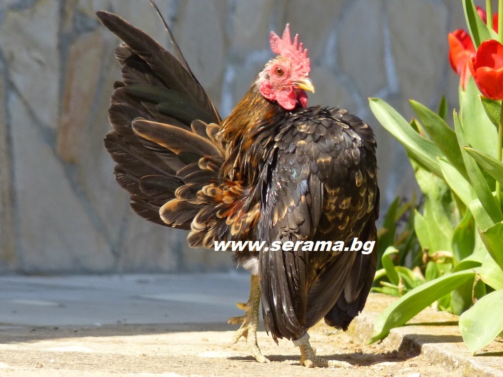 foto ayam serama - gambar hewan