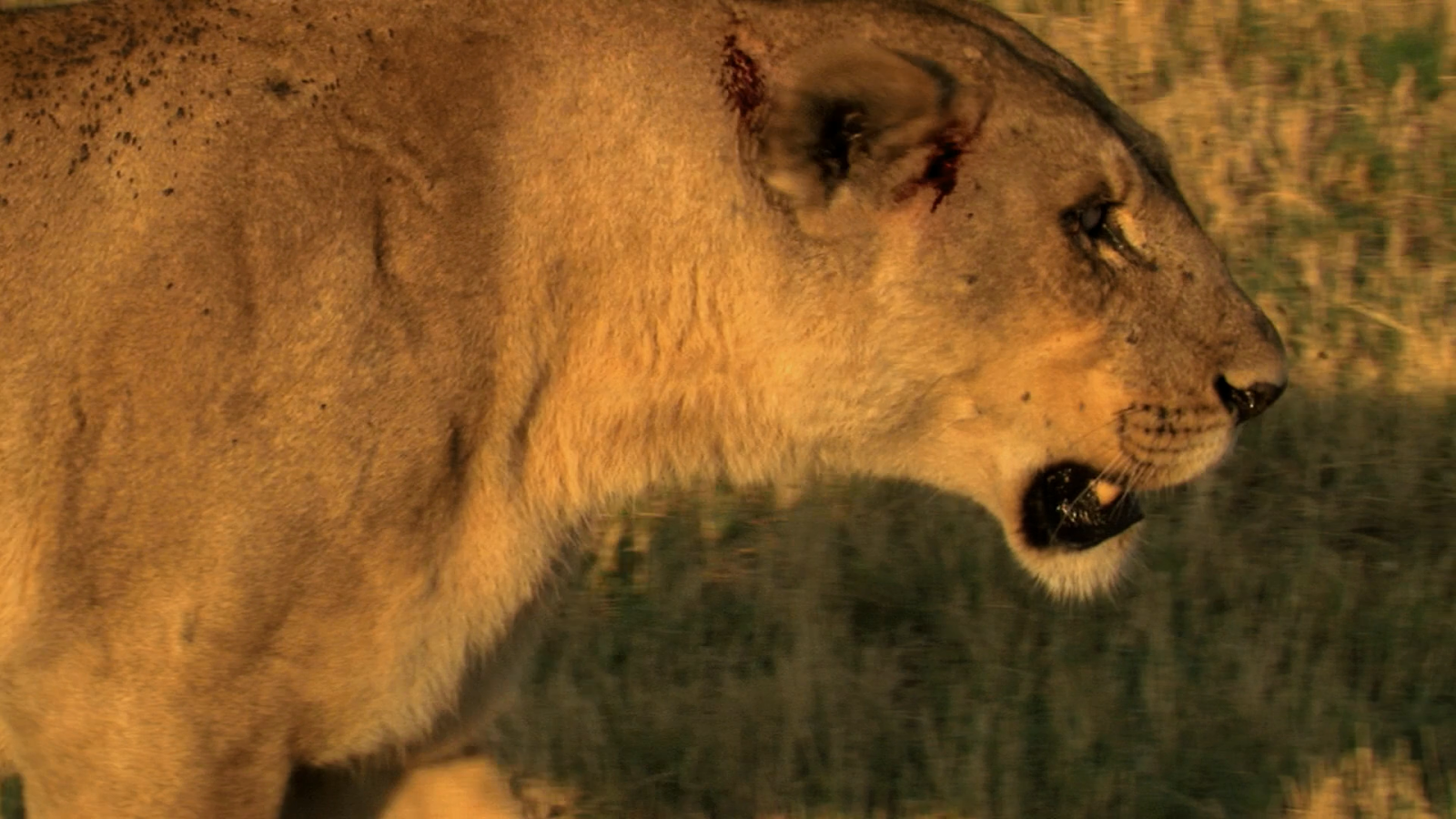 The last lions 2011. Последние львы 2011. Последние львы 2011. Последние львы 2011. The last lions 2011.
