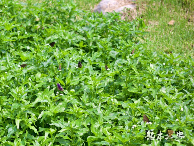 一秒到歐洲|苗栗飛牛牧場|最美牧場和大草原~野餐嬉戲觀乳牛、人工濕地護自然