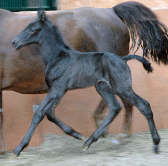 HorseMove Thailand Totilas's first UK based foal was born on 31 March!