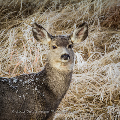 Mule Deer, Black Hills, South Dakota, deer, Dakota Visions Photography LLC