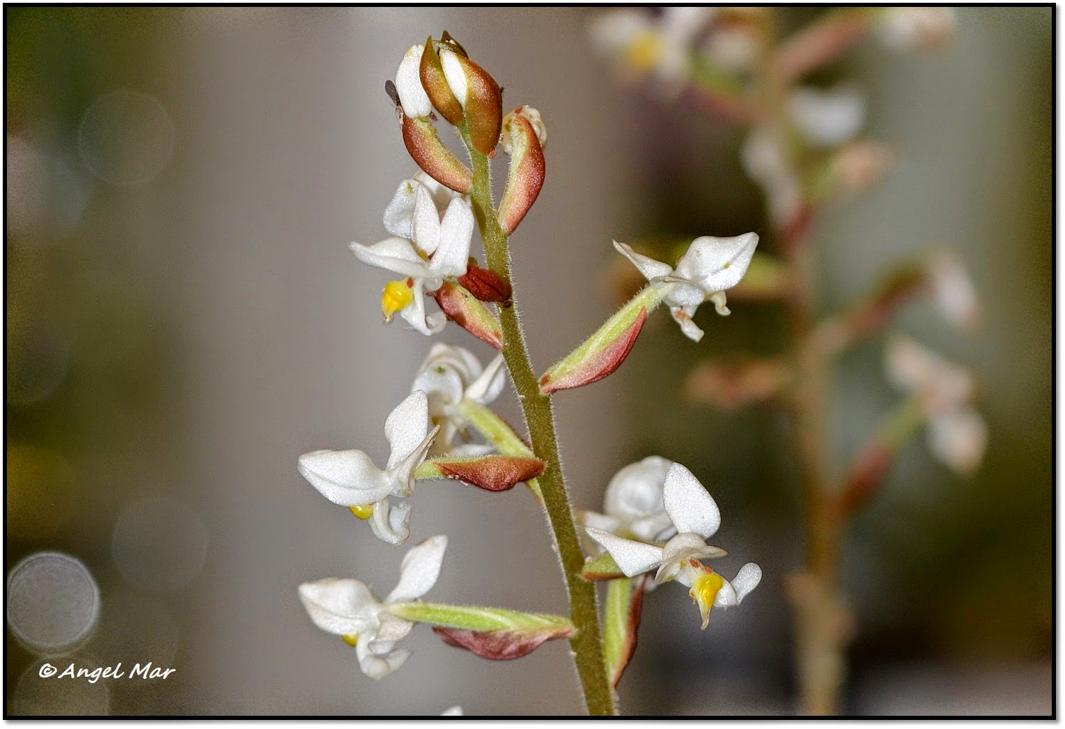 Orquídeas Blog de Angel Mar: Ludisia discolor (Cuidados básicos de esta  orquídea)