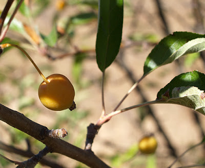 Frutos del manzano silvestre (Malus sylvestris)