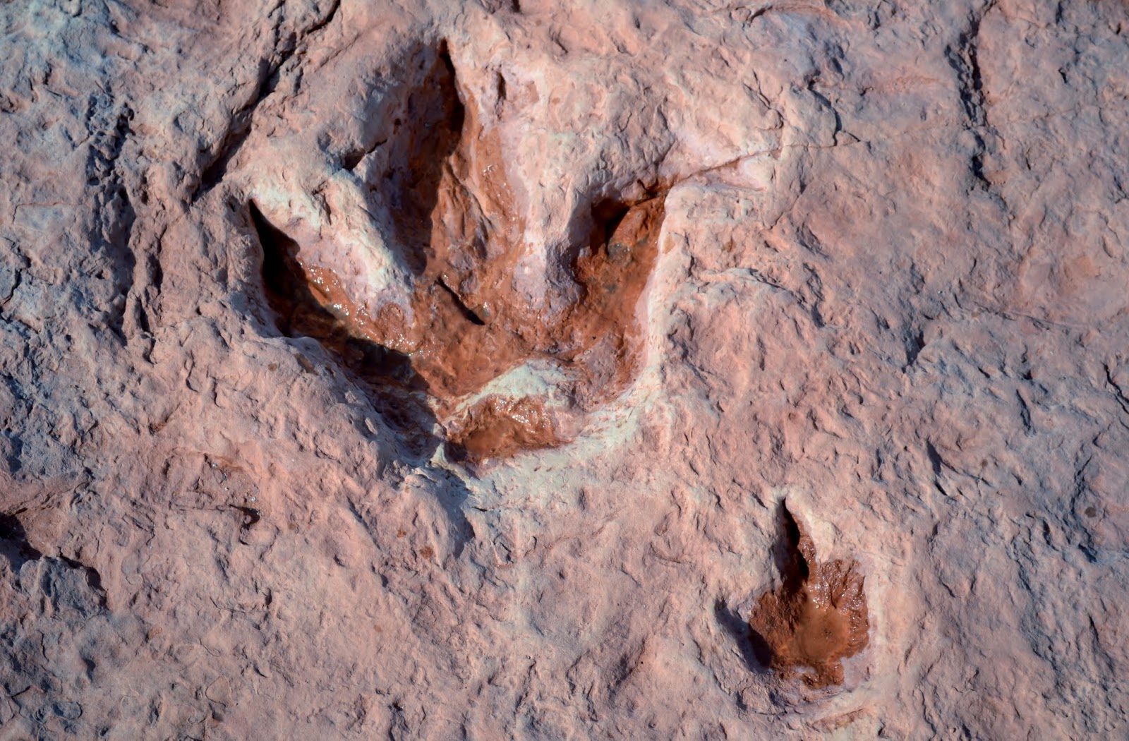 Jimmy's Blog The Dinosaur Fossils of Arizona
