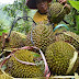 Durian Kempis Menangkan Kontes Rancamaya