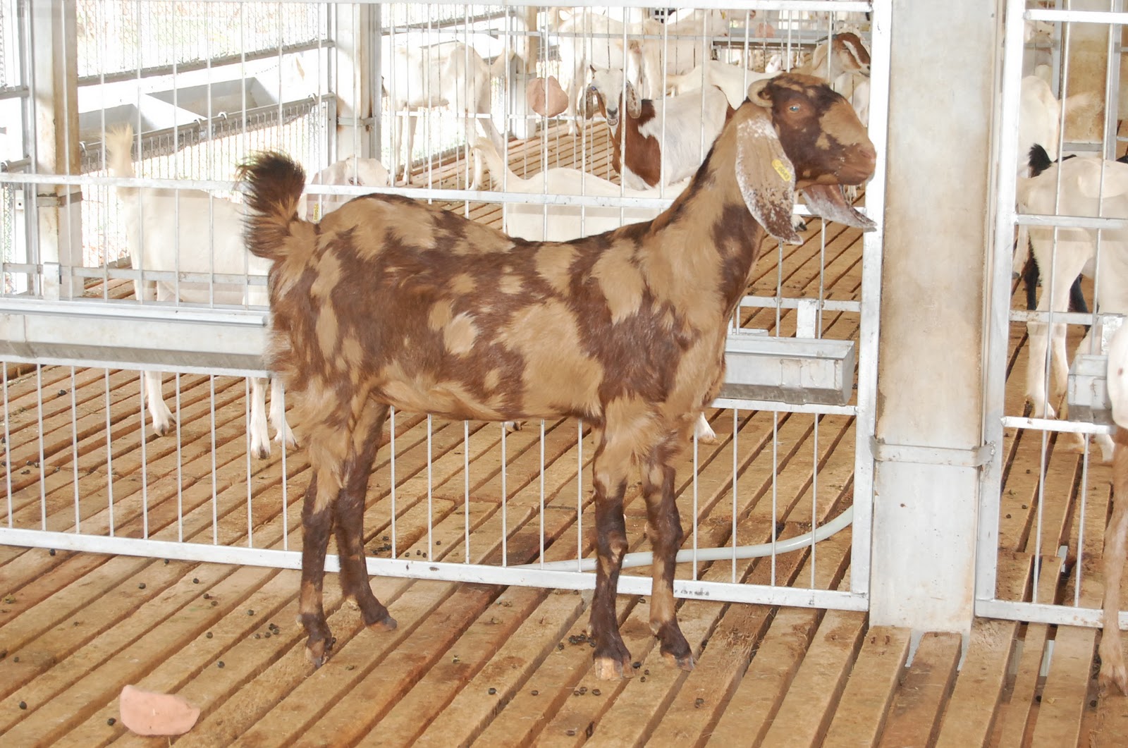 veeravasu goat farm: VEERA GOAT FORM