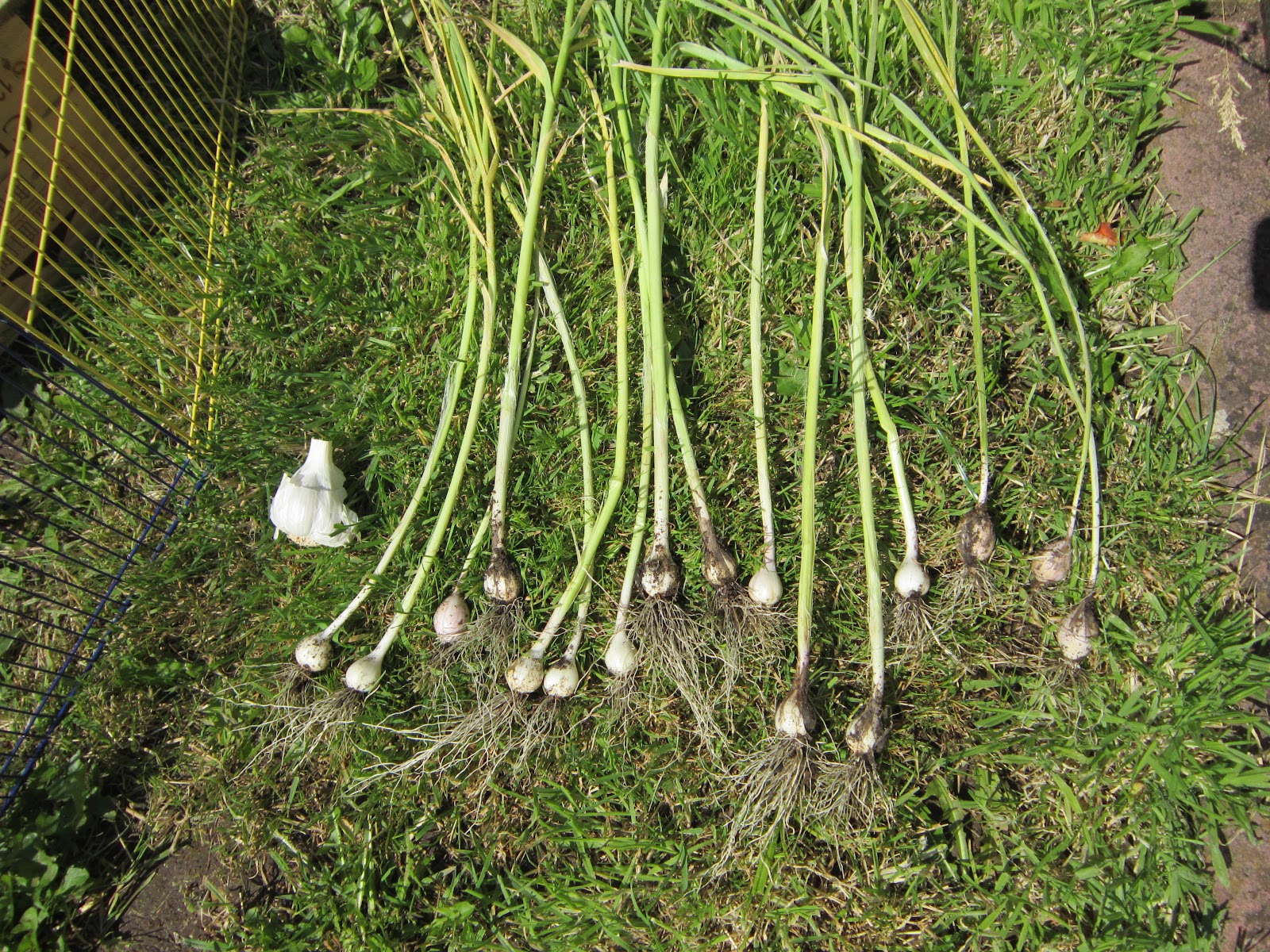 Seeds, roots, leaves and fruits... How not to grow garlic!