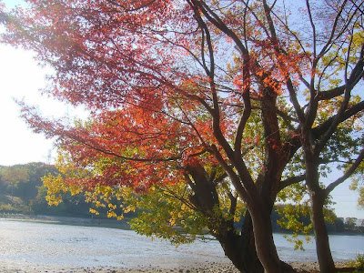 大阪府枚方市・山田池公園の紅葉