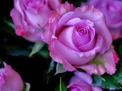 purple wallpapers rose desktop roses seo tags