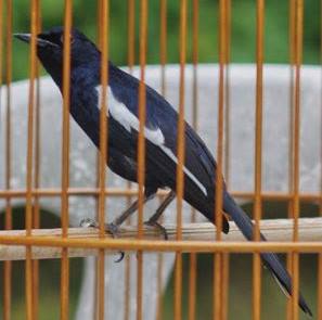 9 Cara Menjinakan Burung Kacer Yang Giras Dengan Cepat Dan Tepat
