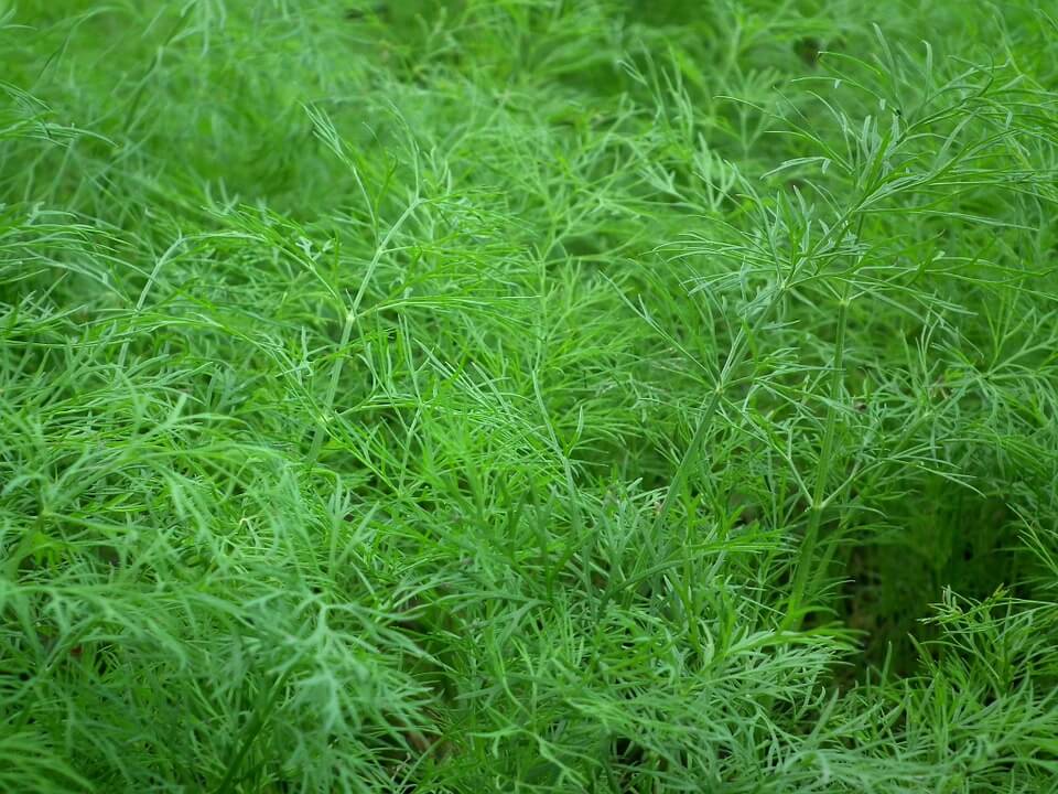 2000 Gambar Daun Adas HD Paling Keren 2000 Gambar Daun Adas HD Paling Keren