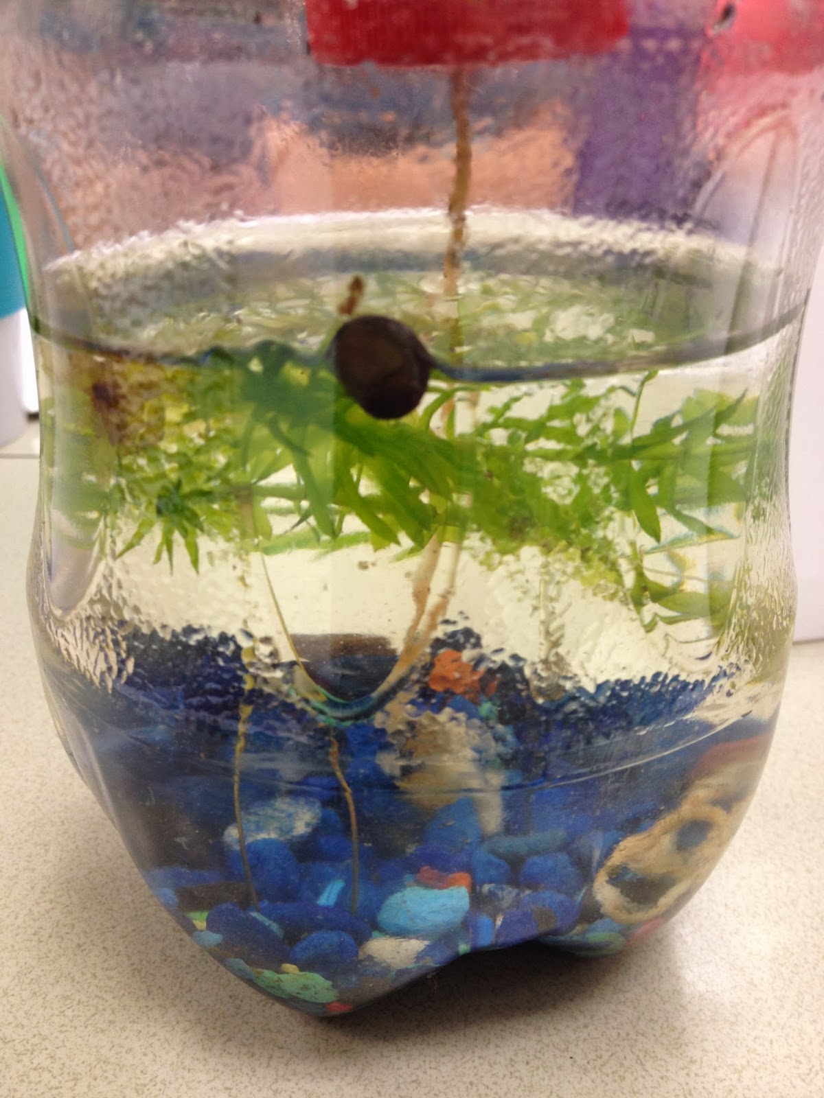 Ecosystem in a Bottle: Ecosystem in a Bottle: Week 6