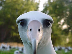 Do the bird-brains have any credible Brent Cross strategy?