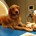 Scientists Claim That Dogs' Ability To Understand Human Speech Is Better Than We Imagined