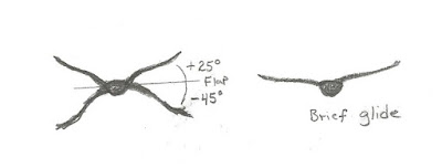 Figure 22: Head-on view of flapping angles of American Crow. Brief glides on slightly upraised wings.