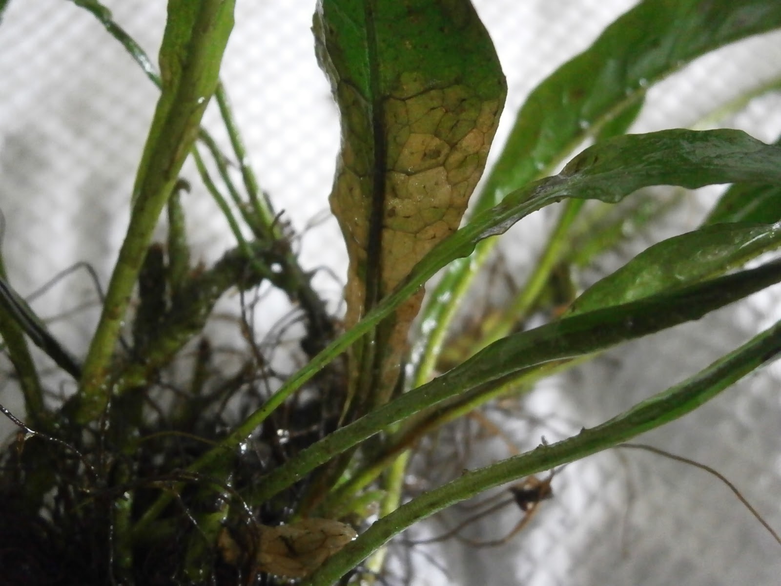 It's All About Aquascaping! Java fern melts