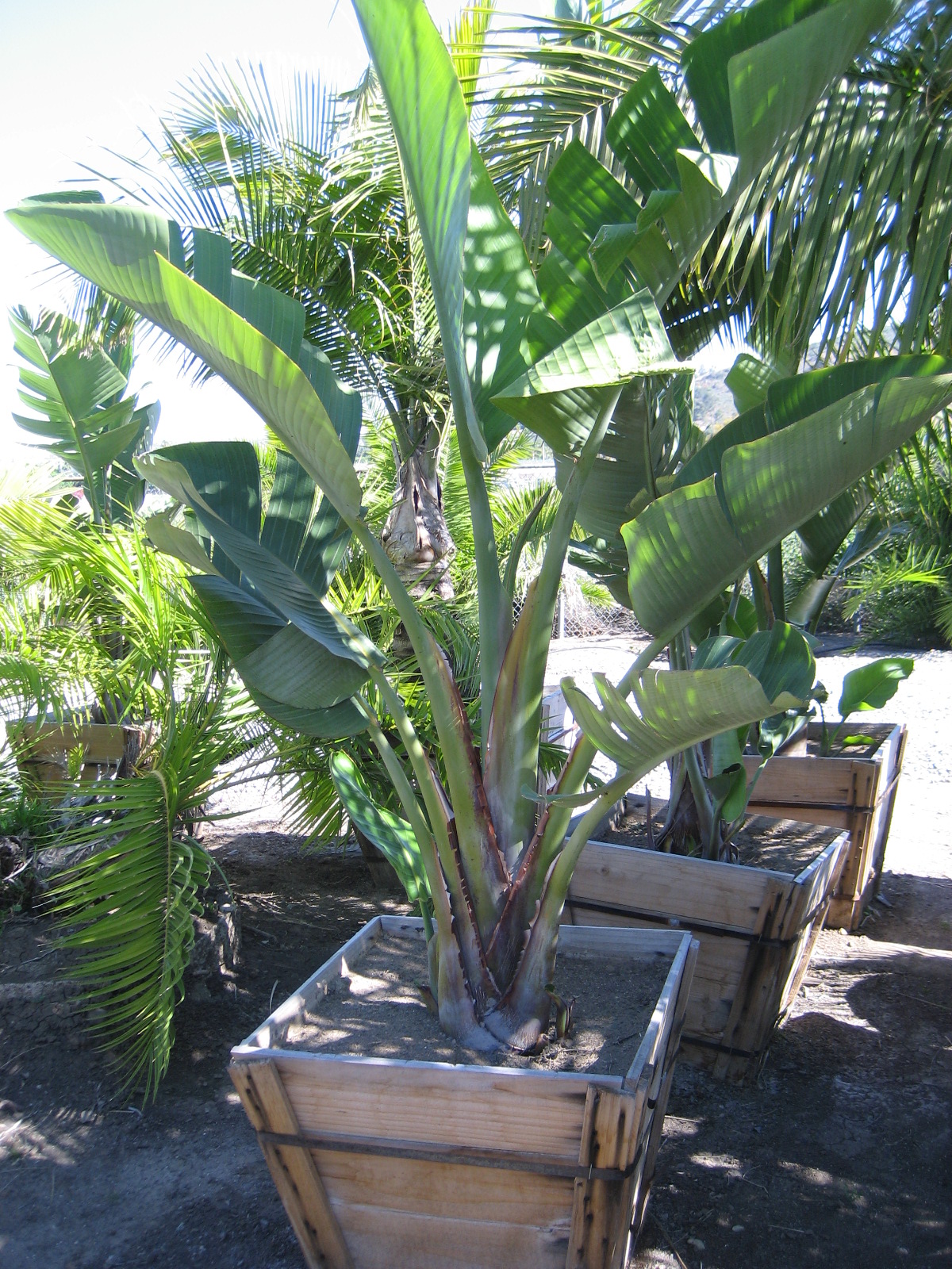 Gregory Palm Farms Giant Bird of Paradise WALL! at the Gregory Palm Farms. Add elegance and