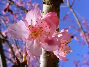 Festa da cerejeira em flor