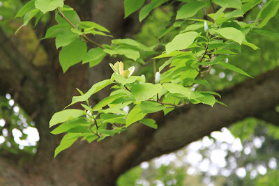 Dunn Gardens - Magnolia acuminata