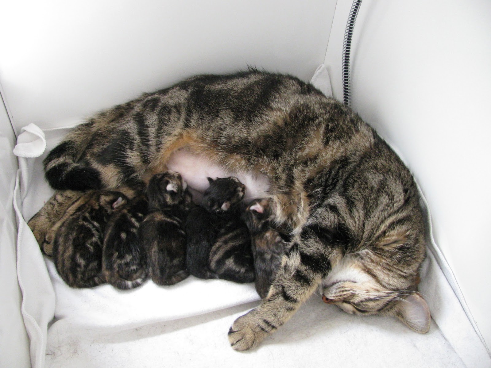 Het dagboek van Yara Kittens 1 dag oud